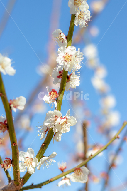 식물,화분,pollen,plant,매화,꽃,봄꽃,봄,계절,spring,season,식물,자연,plants,nature,꽃,flower