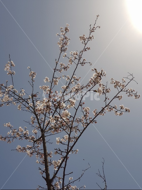 벚꽃,햇살,하늘,봄,꽃,계절,flower,spring,벚꽃나무,봄꽃,나무,자연,배경