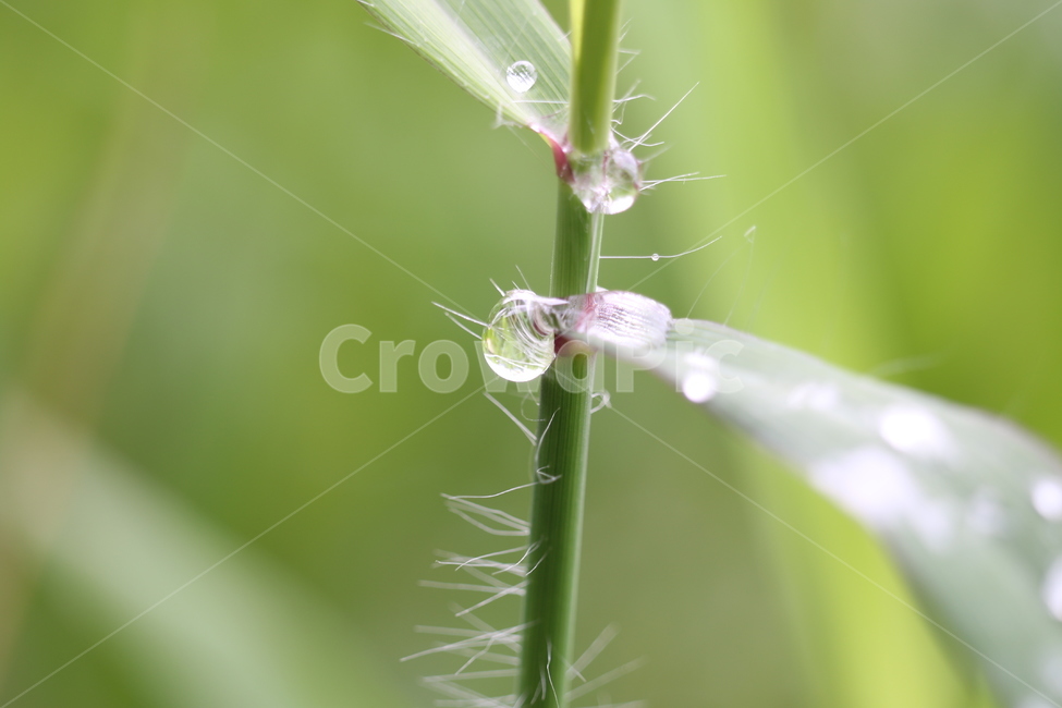 식물,꽃,줄기,자연,깃털,빗방울,맺힘,식물,자연,plants,nature