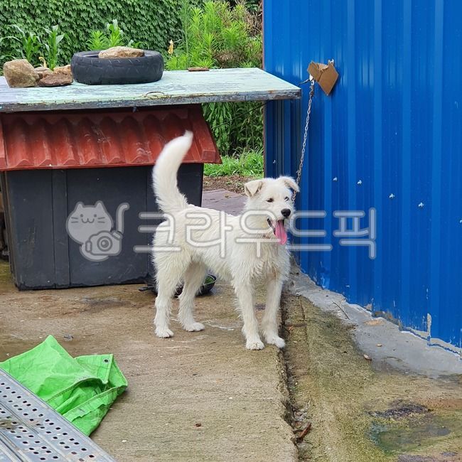 smiling puppy,Baekgu,puppy,Jindo dog,country dog,dog