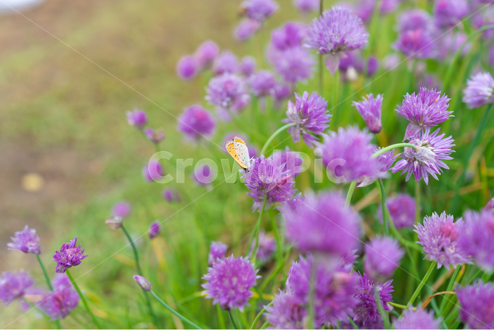 나비,butterfly,꽃,꽃밭,보라꽃,식물,plant,식물,자연,plants,nature,꽃,flower,동물,animal,곤충,벌레,insect,bug