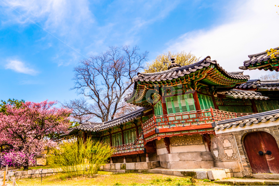 고궁,창덕궁,벚꽃,살구꽃,서울,봄,화려함,봄,계절,spring,season,한국전통,한국문화,korean traditional,korean culture,랜드마크,landmark,tourist attraction,한국랜드마크,한국관광지,한국명소,korea landmark,korea tourist attraction,건축물,건물외관,exterior,building,structure,architecture,construction,건물,temple,신전,worship,예배,pagoda,탑,shrine,신사