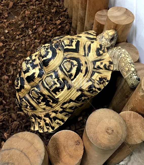 거북이,육지거북이,생물자원관,과학관,큰거북이,동물,animal,파충류,양서류,reptile,amphibian