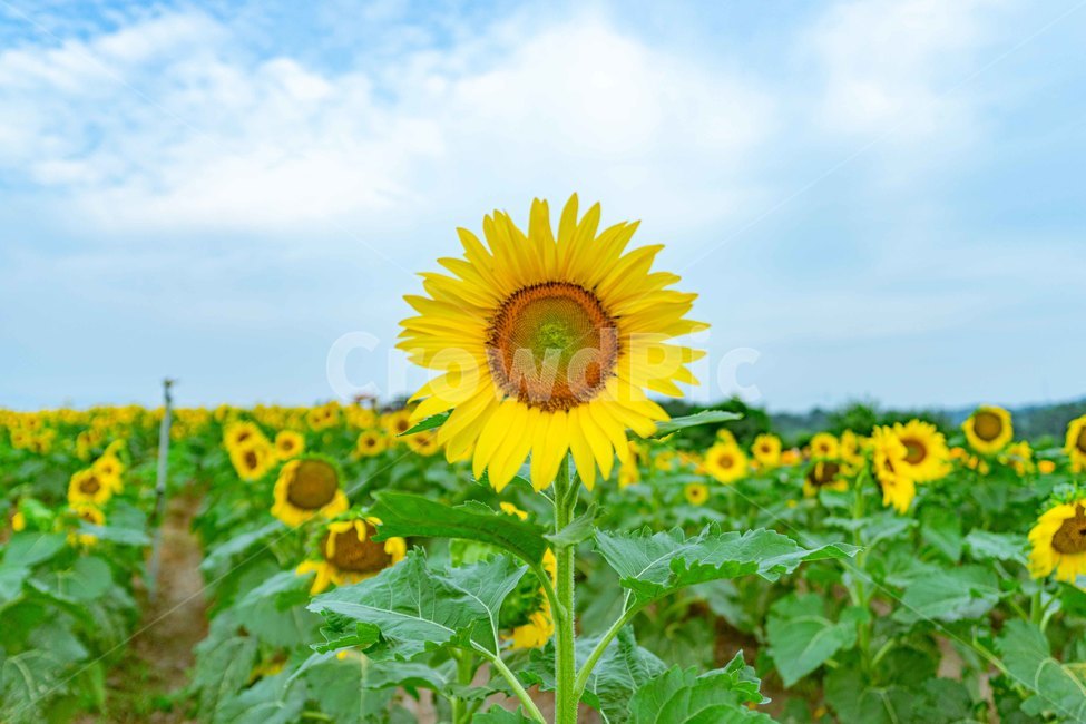 해바라기,꽃,식물,sunflower,해바라기밭,식물,자연,plants,nature,꽃,flower