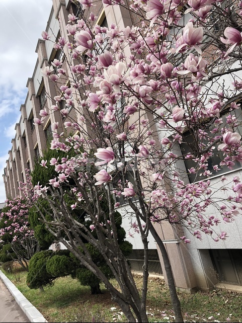 목련,나무,magnolia,tree,학교,하늘,구름,식물,자연,plants,nature,꽃,flower