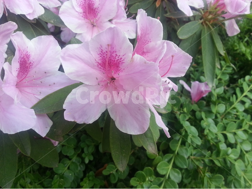 꽃,철쭉,식물,봄,잎,본홍,배경,녹색,야외,공원,식물,자연,plants,nature,꽃,flower