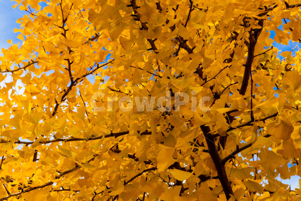 홍천은행나무숲,은행나무숲,은행나무,가을,노란은행나무,가을,계절,fall,autumn,season,leaf,잎,plant,식물,tree,나무