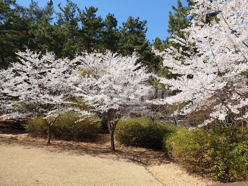 plant,식물,봄,벗꽃나무,벗꽃,나무,아름다운,분홍색,숲,꽃나무
