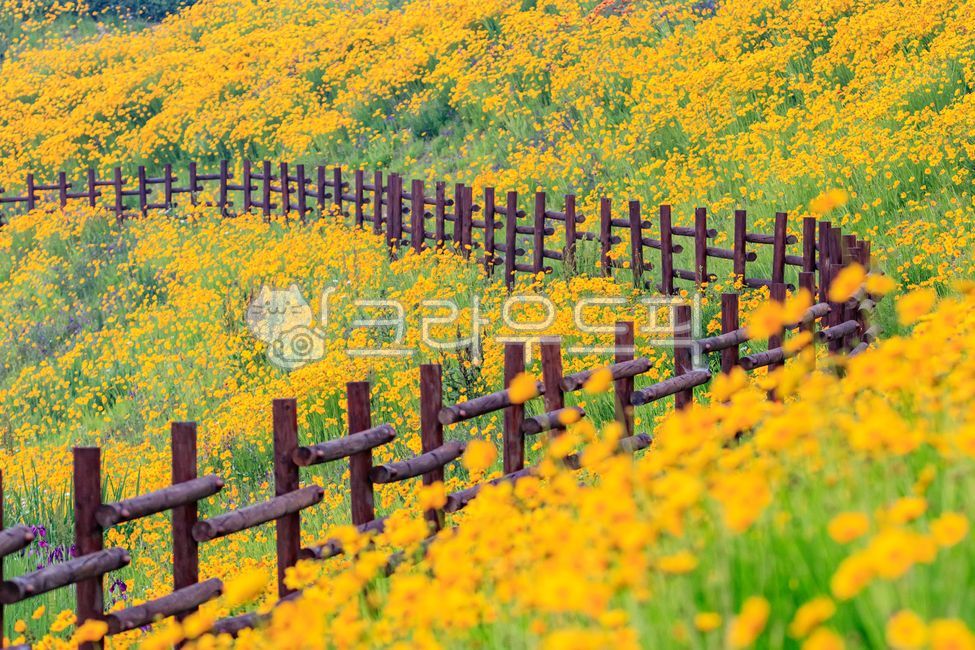 ecological park,pond,forest,In May,yellow,Reservoir,flower garden,spring,spring flowers,path,trail,Field,petal,road,sight,season,wooden fence,park,nature,water,grassland,flower,morning,outdoor,outdoors,golden pheasant soup,fence