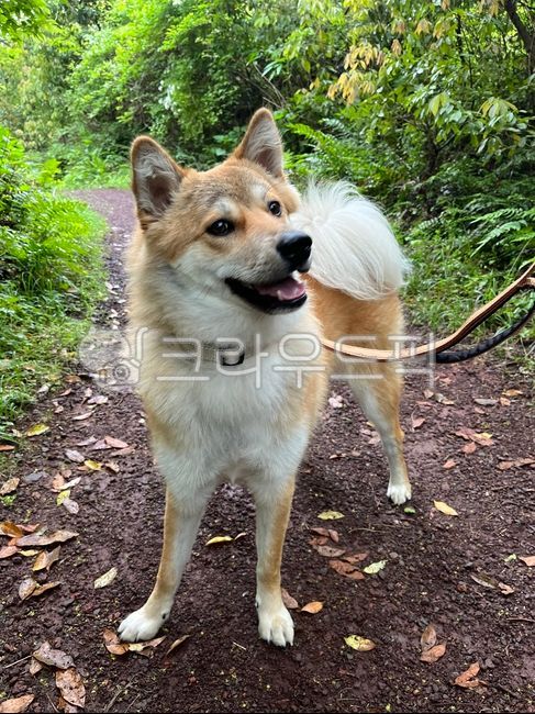 medium sized dog,Jindo dog,vegetation,soil,pet dog,dog,pet