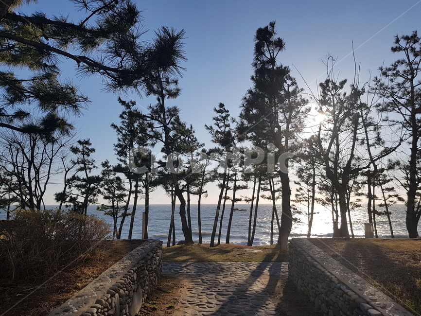 바다,대천,해수욕장,해변,풍경,나무