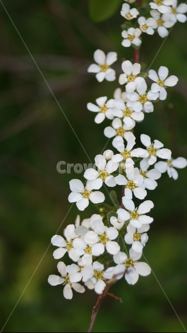 봄,꽃,조팝나무,하얀꽃,flower,식물,자연,plants,nature,꽃,flower