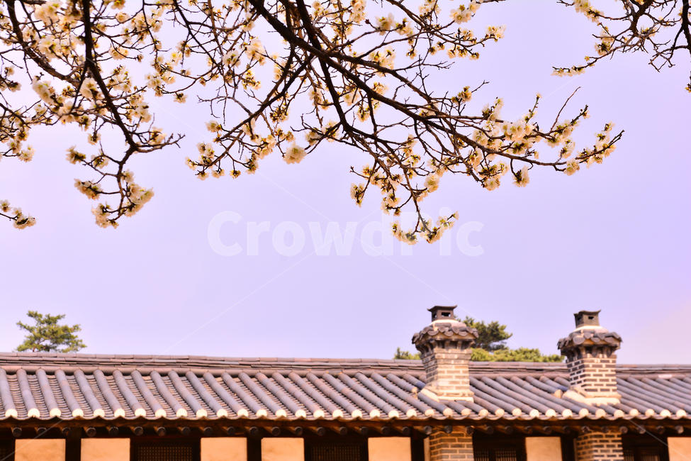 한국전통,고궁,봄꽃,매화,궁궐,창덕궁,전통,배경,바탕,백그라운드,korean,traditional,ancientpalace,spring,시즌,계절,조선시대,건축물,서울,기와집,하우스,집,한국적,코리안,season,매화꽃,청매,봄,계절,spring,season,한국전통,한국문화,korean traditional,korean culture,건축물,건물외관,exterior,building,structure,architecture,construction,roof,지붕