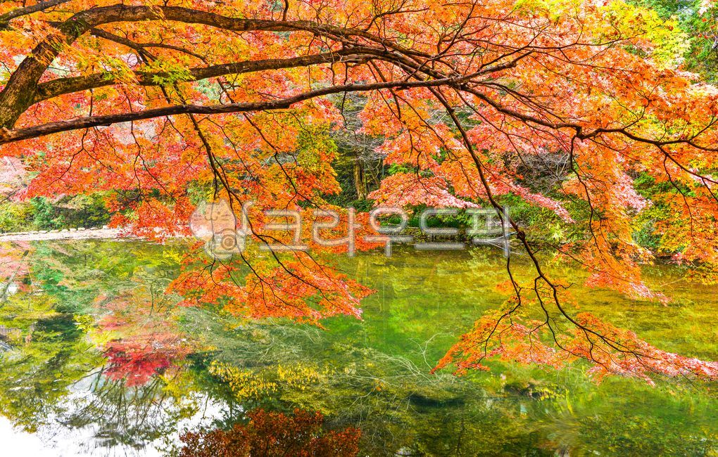 자연,풍경,경치,단풍,단풍길,길,오솔길,등산로,등산,산행,낙엽,추경,가을,식물,물,호수,반영,선운사