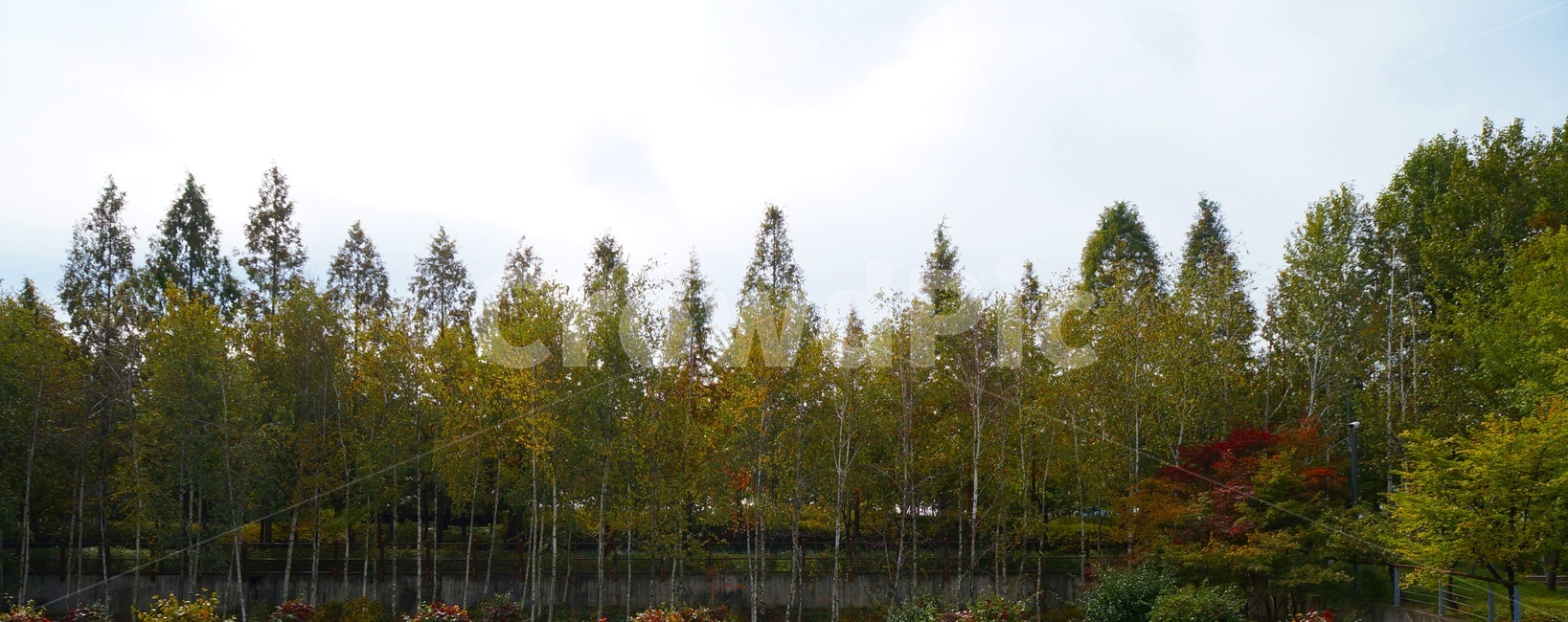 숲,나무,가을,자작나무,자작나무숲,가을,계절,fall,autumn,season,tree,plant,식물,nature,자연,outdoors,옥외,land,땅,water,물,fir,전나무