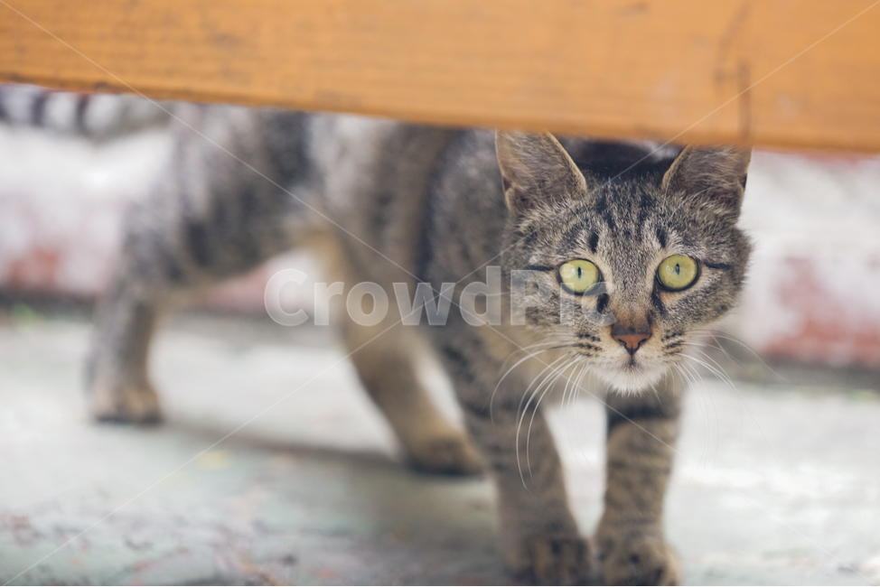 고양이,길고양이,벽돌,불쌍한,외로운,경계심,배고픔,동물,포유류,두려운,cat,straycat,birck,poor,pathetic,wariness,hungry,animal,mammal,fearful,afraid,bench,벤치,나무,wood,얼룩무늬,brindle,접사,closeup,동물,animal,포유류,mammal,고양이,cat,kitten,kitty