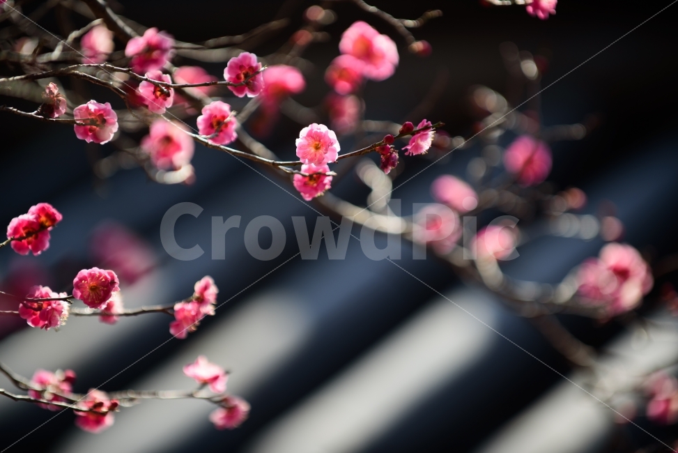 홍매화,기와,전통,꽃,봄,한국적인,풍경,자연,tradition,flower,red,spring,빨강,봄,계절,spring,season,식물,자연,plants,nature,꽃,flower,plant,blossom