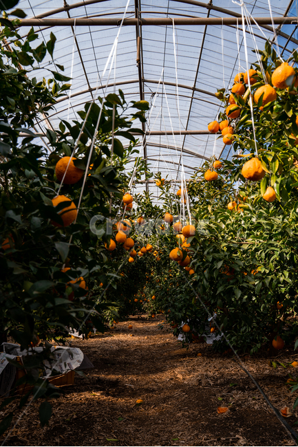 fruit,Orange,tangerines,house tangerines,Cheonhyehyang,ingredients,hallabong,mandarin,citrus fruits,Red scent,Fruit,nature,Hallabong,food,vitamin,orange,citrusfruit,plant,fresh,Jeju tangerines