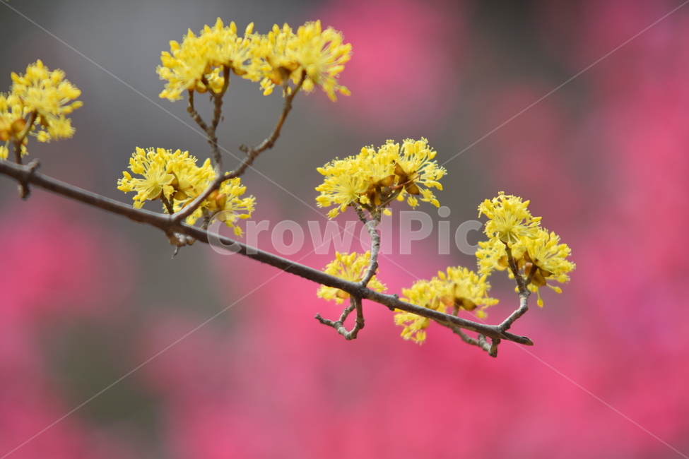 산수유,산수유나무,산수유꽃,산수유나무꽃,층층나무과,노란꽃,꽃,플라워,flower,cornusflower,cornus