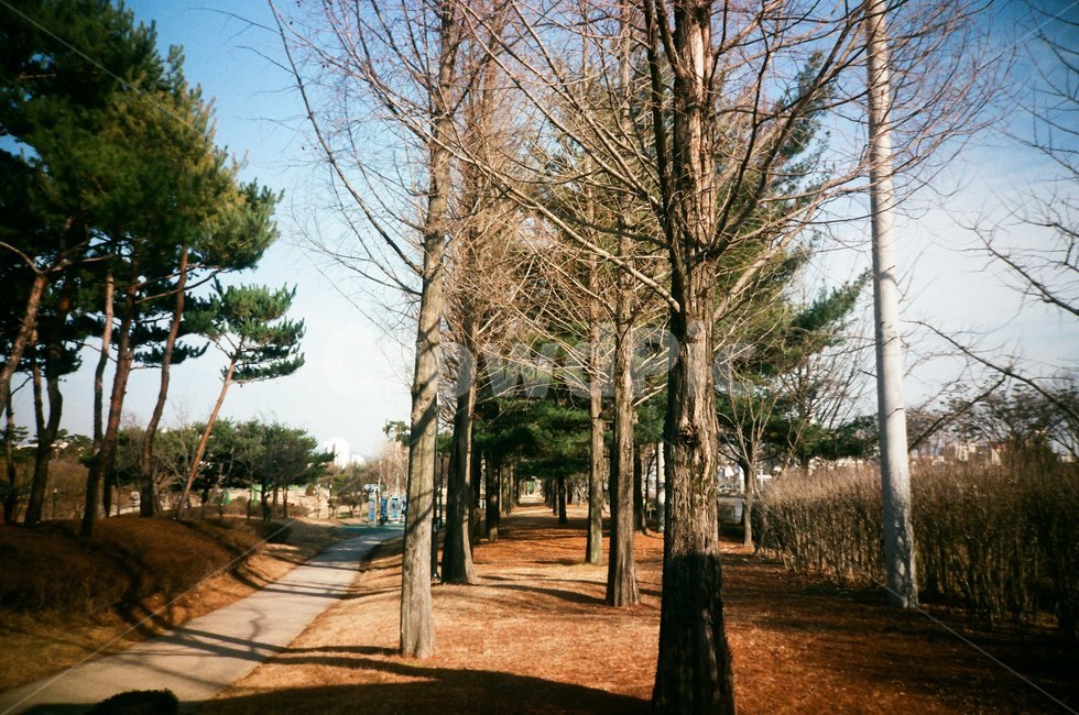 가로수,나무,나뭇가지,하늘,길,자연,풍경,nature,landscape,식물,plants,나무,trees,wood,tree,plant,tree trunk,나무 줄기