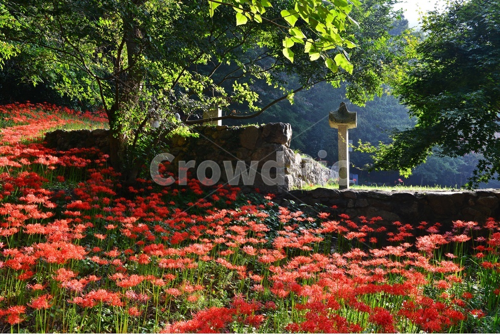 nature,자연,outdoors,옥외,plant,식물,tree,나무,경치,경관,풍경,영광,불갑사,꽃무릇,상사화축제,축제,아침,안경,빛,안개