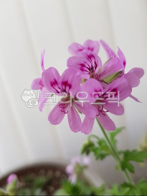 꽃,제라늄,제라늄꽃,구문초,로즈제라늄