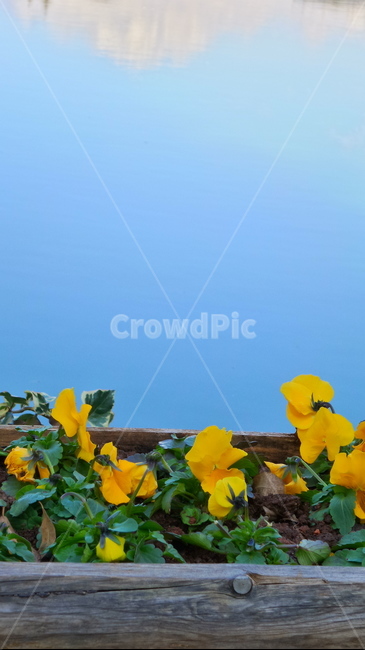 꽃,노란꽃,화분,화단,예쁜꽃