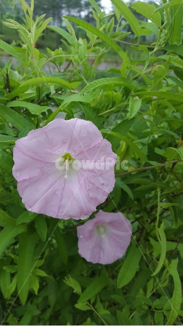 나팔꽃,분홍꽃,식물,꽃,분홍색,자연,풍경,nature,landscape,식물,plants,꽃,flower,blossom,geranium,제라늄,plant