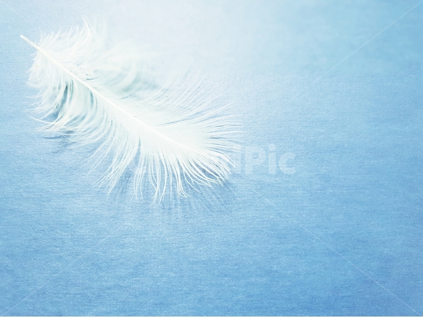 배경,새털,깃덜,조류,동물,background,배경이미지,털,색감,바탕,텍스쳐,질감,패턴,배경화면,이미지,빈공간