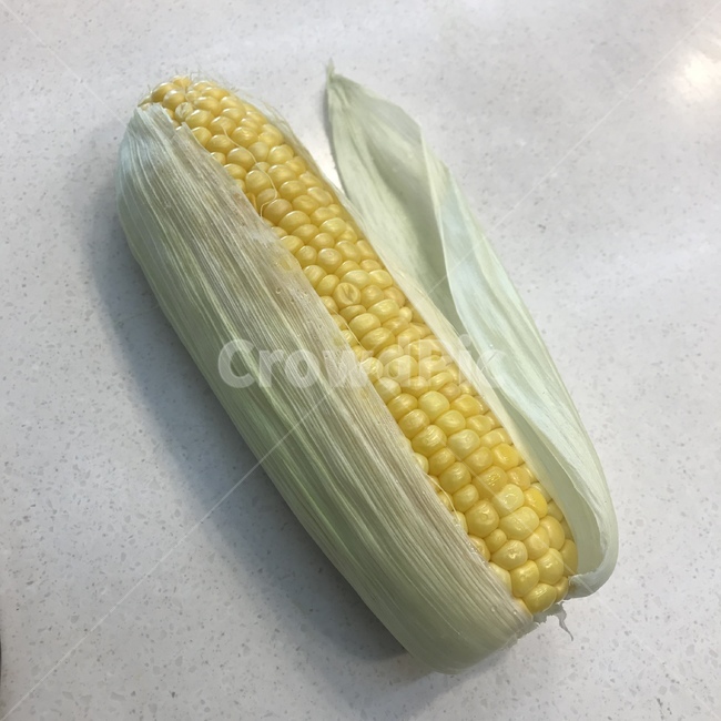 초당옥수수,옥수수,식물,강릉,자연,채소,야채,vegetables