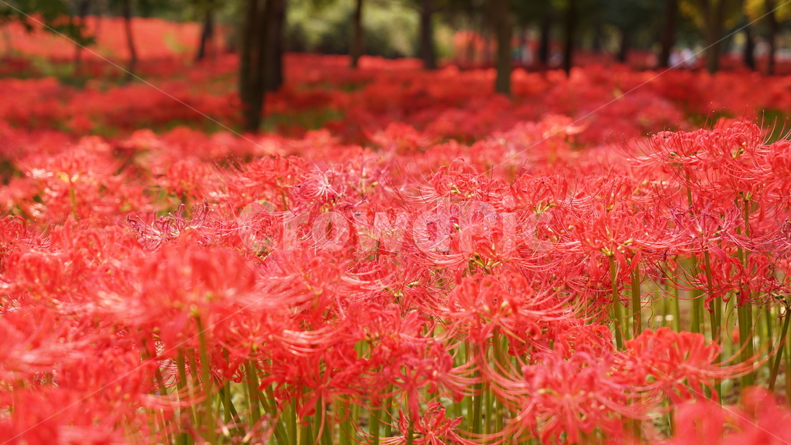 꽃,화단,상사화,붉은꽃,식물,식물,자연,plants,nature,꽃,flower