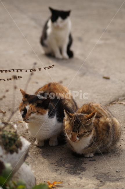 animal,동물,포유류,cat,고양이,길냥이,동물,animal,포유류,mammal,고양이,cat,kitten,kitty