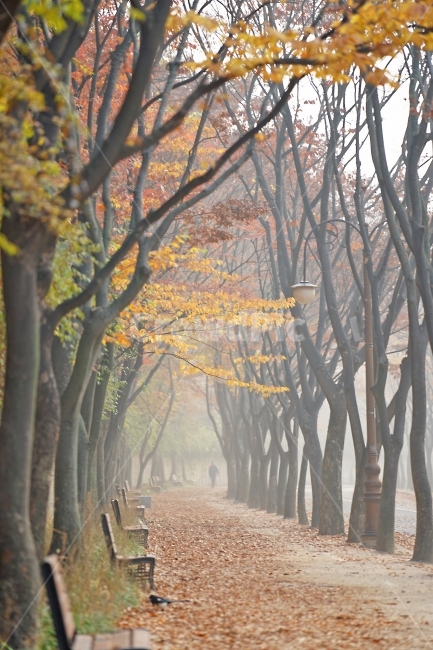 Incheon Grand Park,dawn,autumn,park,Maple,Fog