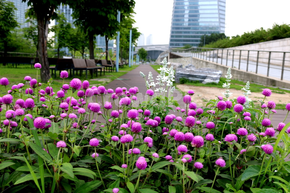 꽃,천일홍,천일홍꽃,식물,공원,도시,풍경,city,landscape,식물,자연,plants,nature,꽃,flower,blossom,geranium,제라늄,plant