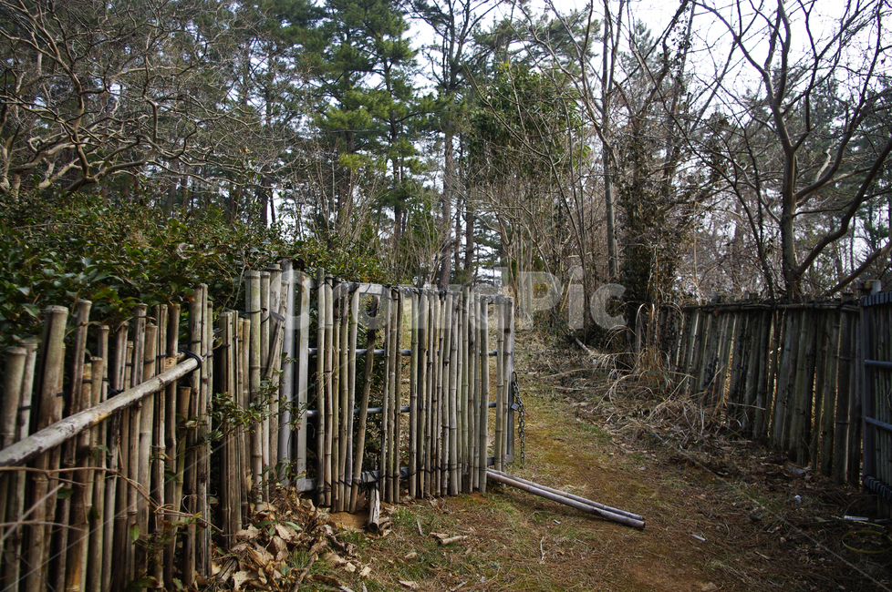 식물,나무,plant,tree,울타리,길