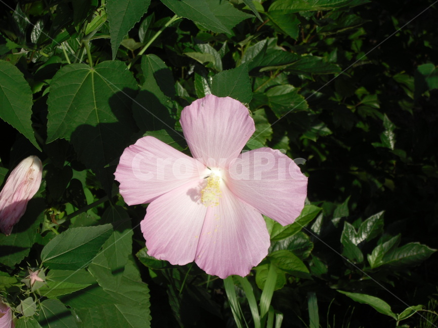 꽃,식물,여름,자연,plants,nature,계절,summer,season,flower,한송이,무궁화