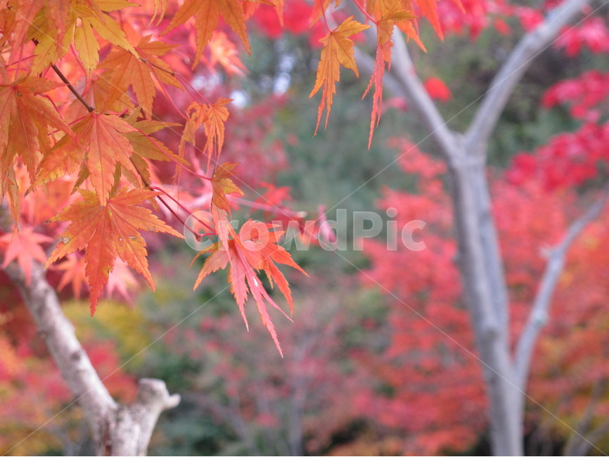 단풍,가을,maple,낙옆,붉은,fall,nature,plant,가을,계절,fall,autumn,season,식물,자연,plants,nature,나무,trees,wood,leaf,잎,tree