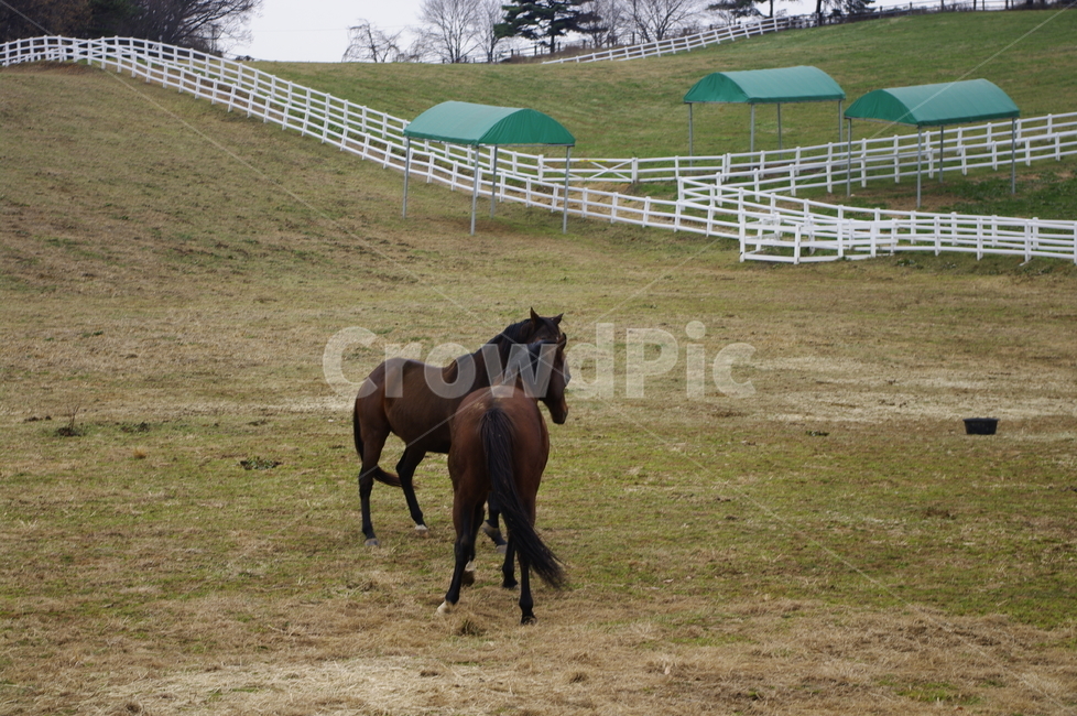 목장,말,종마,동물,말목장,동물,animal,포유류,mammal,산업,industry,industrial,목축업,목장,livestock farming,ranching,pasture