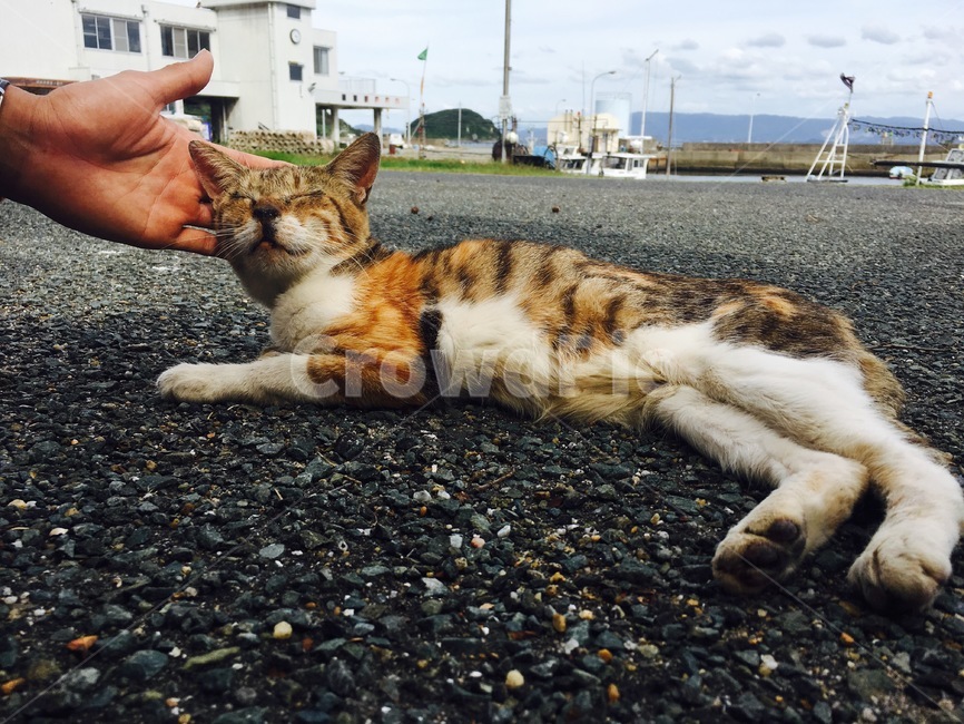 길고양이,고양이,고양이섬,일본,귀여운,동물