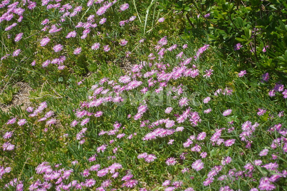 plant,식물,flower,꽃,blossom,pink,purple,자연,nature,green,grass,잔디