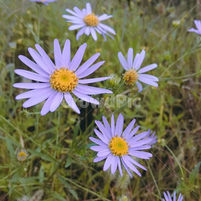 꽃,보라색꽃,자연,길,길거리