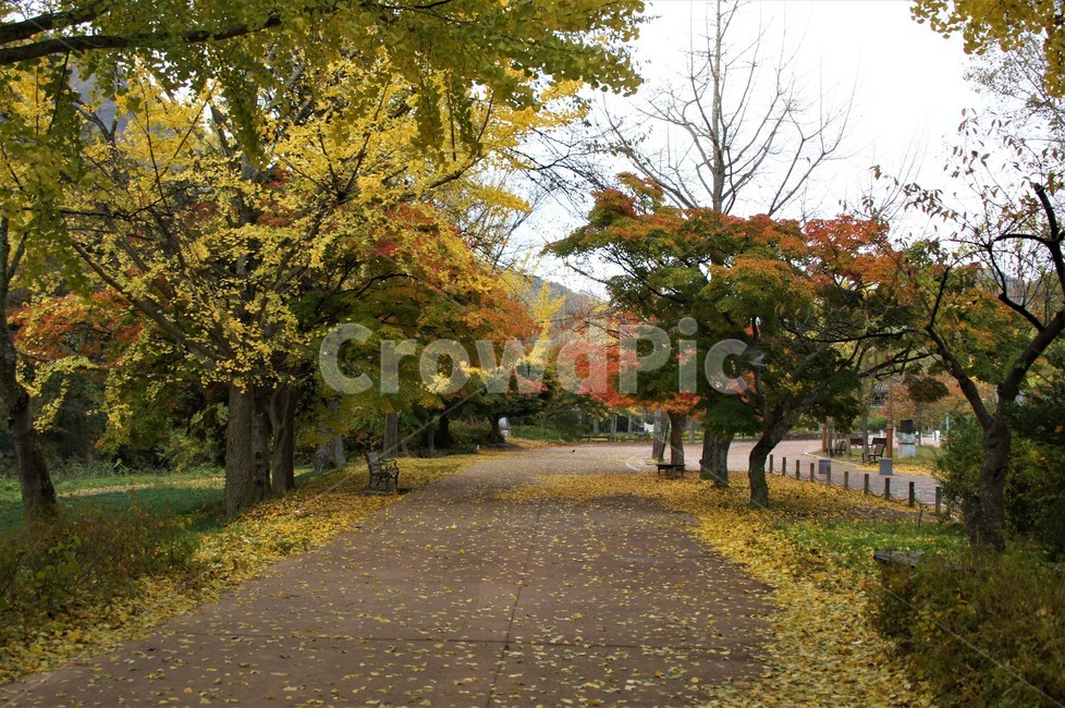 가을,단풍,나무,자연,식물,풍경,빨강색,노란색,초록색,하늘,낙엽,trees,nature,autumn,sky,red,yellow,green,season,자연풍경,계절,감성,길,가을,계절,fall,autumn,season,자연,풍경,nature,landscape,tree,plant,tree trunk,나무 줄기