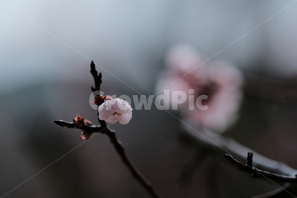 봄,꽃,벚꽃,spring,flower,봄꽃,rainyday,식물,plant,봄,계절,spring,season,blossom
