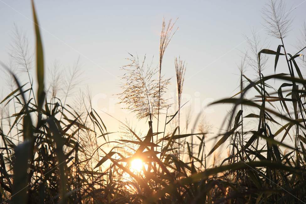 갈대밭,일몰,sunset,reed,풍경,nature,국내,가을,식물,하늘,감성,가을,계절,fall,autumn,season,식물,자연,plants,nature,휴식,힐링,rest,relaxation,healing,plant,grass,잔디,lawn