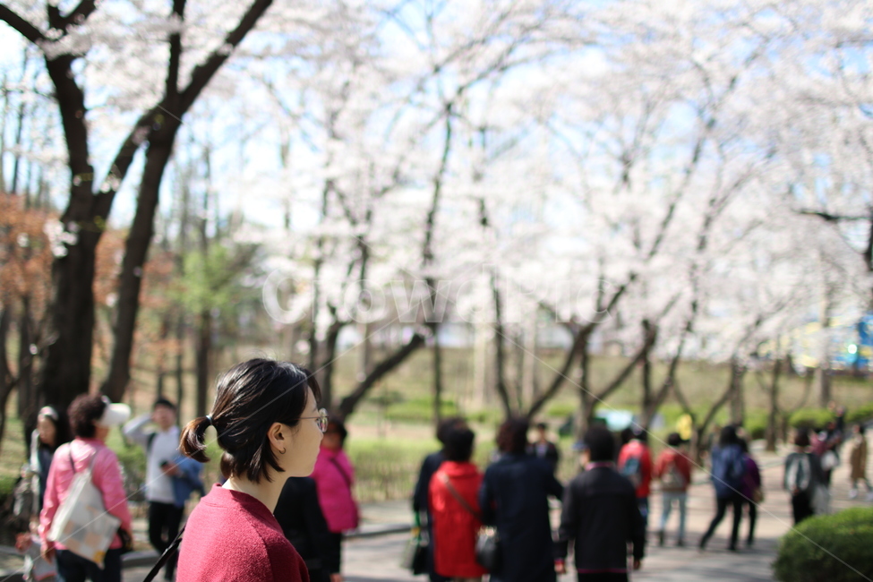 뒷모습,어린이대공원,벚꽃,감성,감정,cherryblossom,나들이,소풍,trip,spring,childrensgrandpark,seoul,봄,계절,spring,season,사람,인물,인간,human,person,사람들,대중,군중,other people,crowd,여성,여자,woman,female,lady,pedestrian,보행자