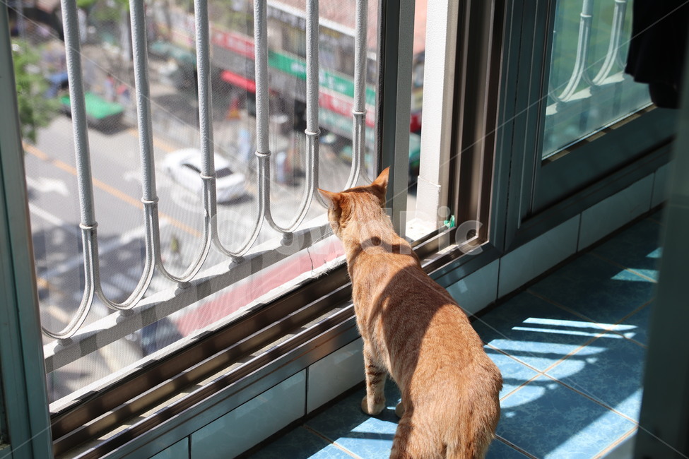 고양이,캣,코숏,코리아숏헤어,반려묘,반려동물,동물,치즈코숏,노란고양이,집고양이,길고양이,cat,동물,animal,포유류,mammal,고양이,cat,kitten,kitty