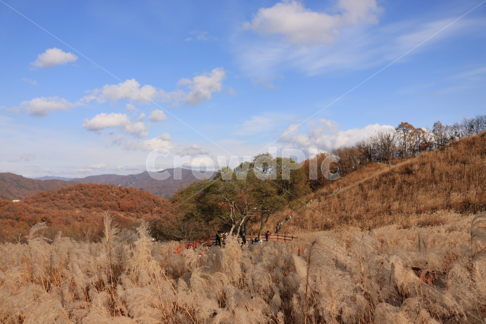 풍경,억새,가을,nature,자연,outdoors,옥외,하늘,구름,식물