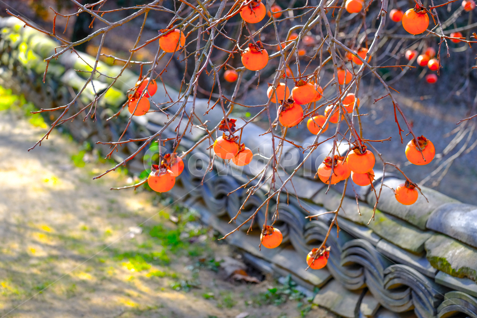 가을,감,가지,기와,자연,식물,자연,plants,nature,나무,trees,wood,과일,열매,fruit