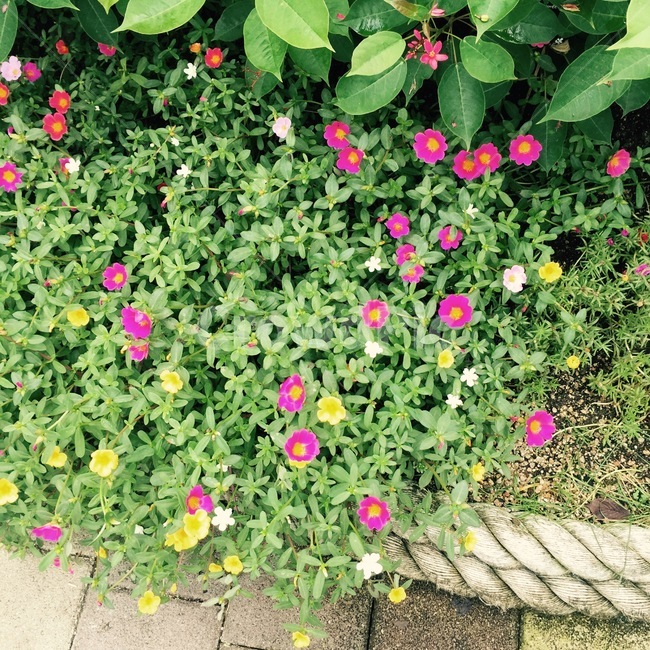 꽃,colorful,다채로운꽃,flower,garden