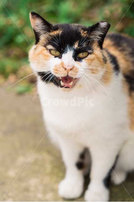 냥냥이,고양이,캣,cat,길고양이,삼색이,동물,animal,포유류,mammal,고양이,cat,kitten,kitty